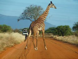 von Urlaubern gewählt, die beste Safari in Kenia